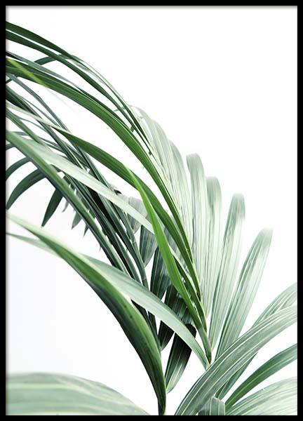 Palm Tree Leaves Close Up Affiche dans le groupe Affiches / Photographie chez Desenio AB (10244)