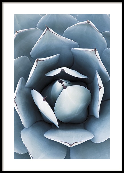 Blue Agave No1 Affiche dans le groupe Affiches / Photographie chez Desenio AB (10829)