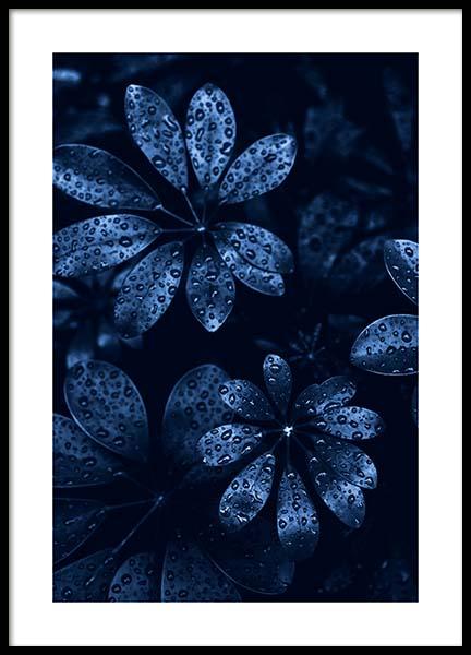 Raindrops on Leaves Affiche dans le groupe Affiches / Photographie chez Desenio AB (11664)