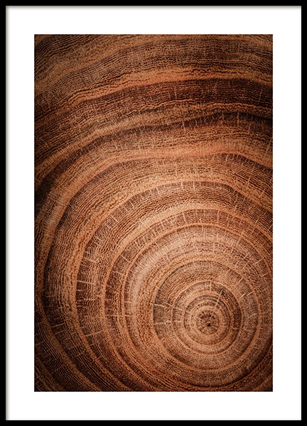 Growth Rings Affiche dans le groupe Affiches / Nature chez Desenio AB (11873)