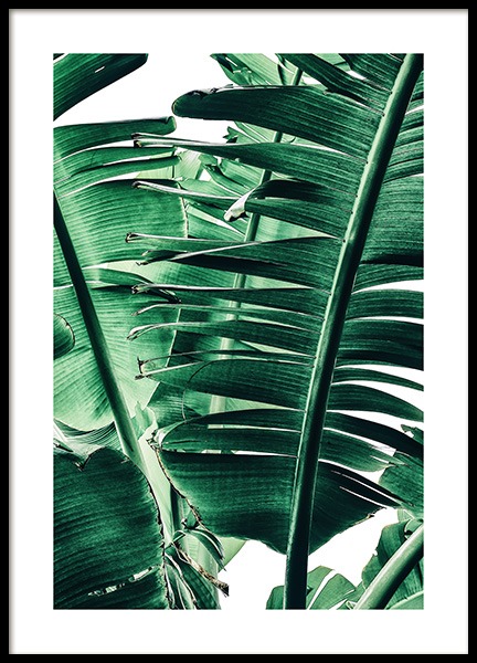 Banana Palm Leaves No1 Affiche dans le groupe Affiches / Photographie chez Desenio AB (12052)