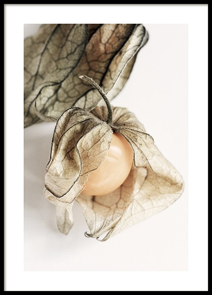 Physalis Affiche dans le groupe Affiches / Affiches cuisine chez Desenio AB (12992)