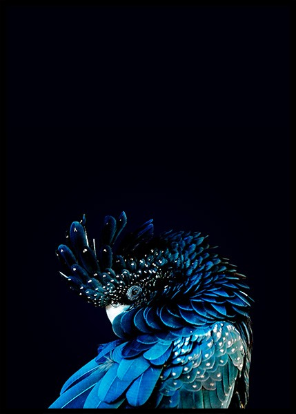 Blue Cockatoo Affiche dans le groupe Affiches / Photographie chez Desenio AB (2730)