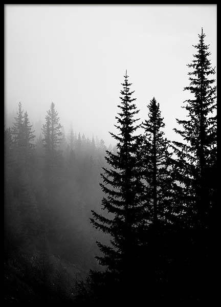 Tree Tops B&W Affiche dans le groupe Affiches / Noir et blanc chez Desenio AB (3304)