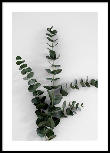Eucalyptus Branch Three Affiche dans le groupe Affiches / Photographie chez Desenio AB (3394)
