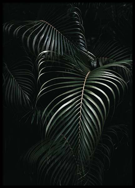 Dark Green Palm Leaves No1 Affiche dans le groupe Affiches / Photographie chez Desenio AB (3772)