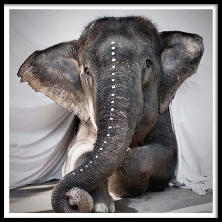 Love Warriors Adele Affiche dans le groupe Affiches / Photographie chez Desenio AB (Pre5631)