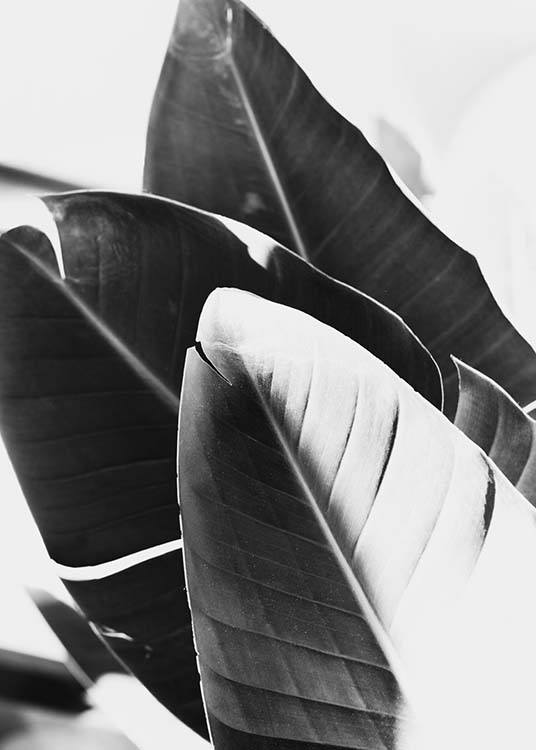 – Poster d'une photo en noir et blanc avec des feuilles de bananier