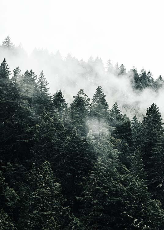 Pine Tree In The Fog Affiche / Nature chez Desenio AB (10090)