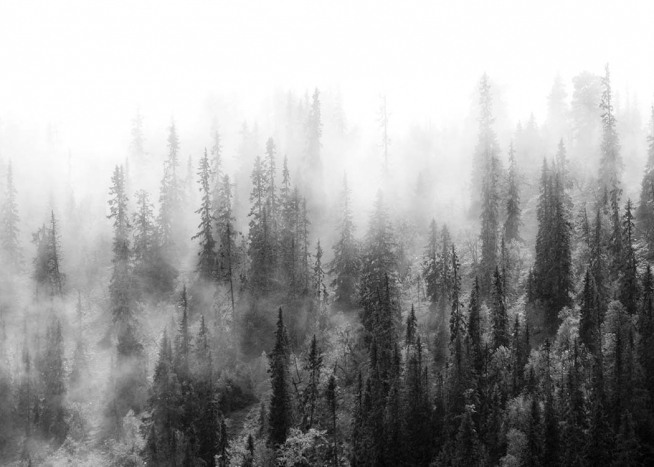 Over The Forest Affiche / Noir et blanc chez Desenio AB (10177)