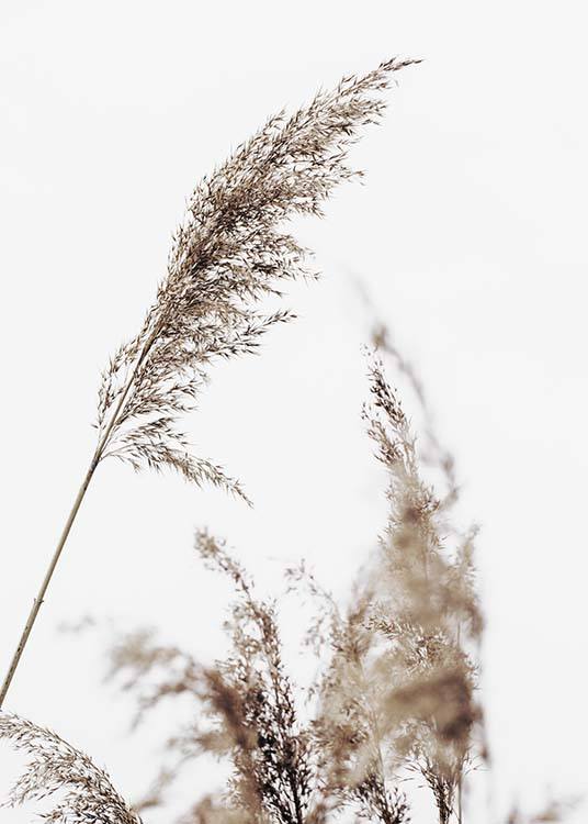  – Photographie d’herbe beige et sèche avec un ciel gris à l’arrière-plan