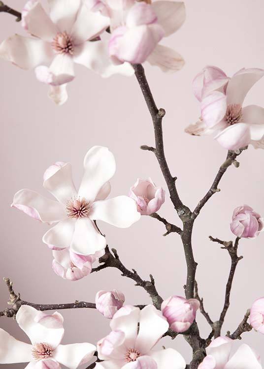 Pink Spring Flower Affiche / Photographie chez Desenio AB (10213)