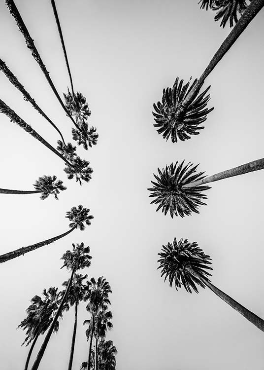 Palm Trees Above Affiche / Noir et blanc chez Desenio AB (10234)