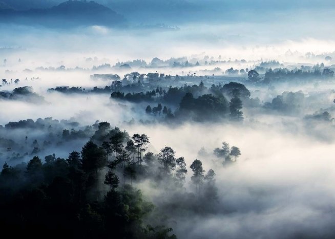 Misty Rainforest Affiche / Nature chez Desenio AB (10241)