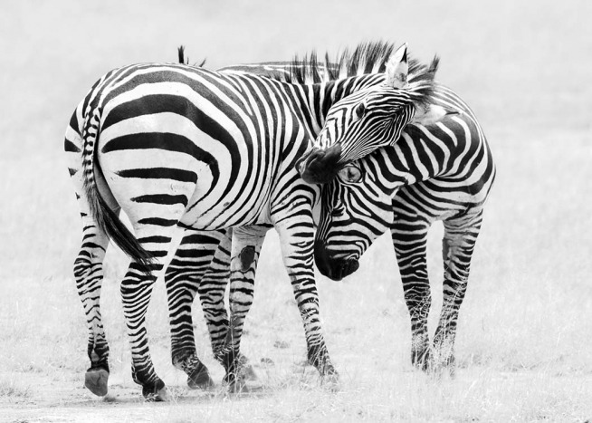 Zebra Love Affiche / Noir et blanc chez Desenio AB (10398)