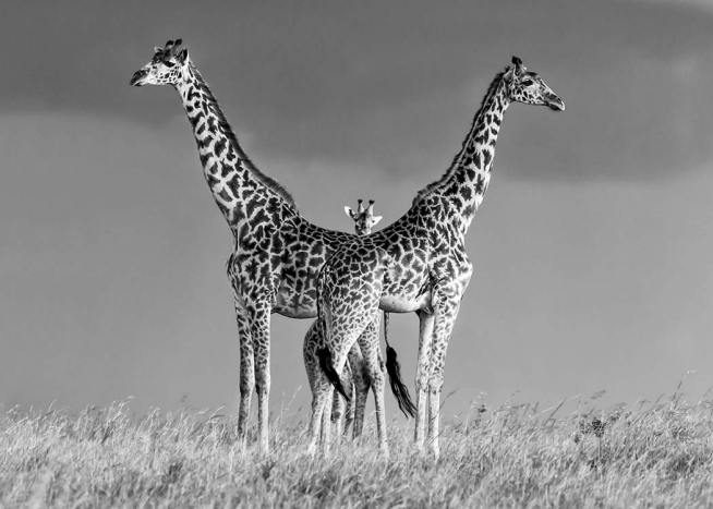 Giraffe Family Affiche / Noir et blanc chez Desenio AB (10399)