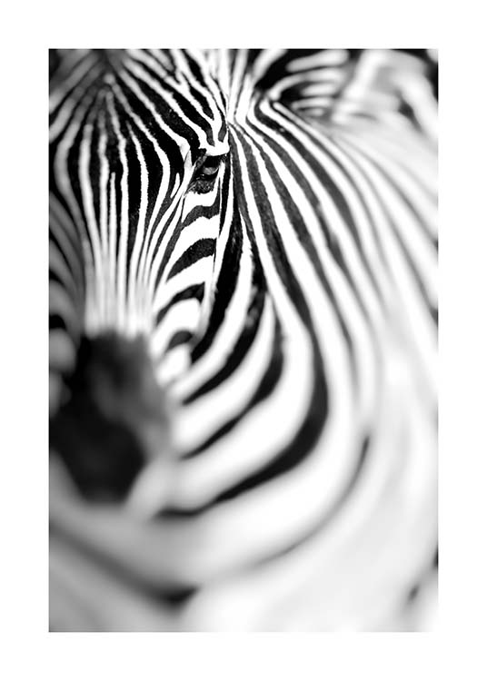 Zebra Portrait Affiche / Noir et blanc chez Desenio AB (10400)