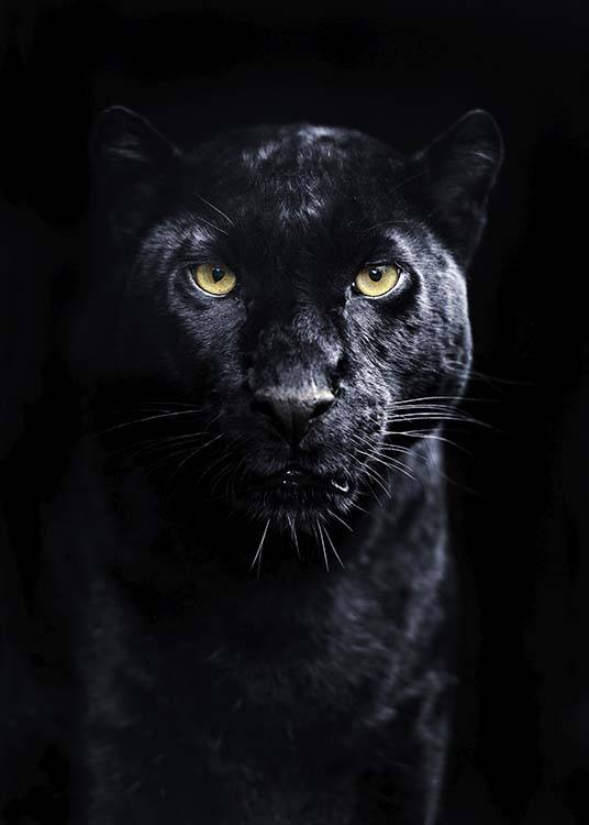 Panther Affiche / Photographie chez Desenio AB (10403)