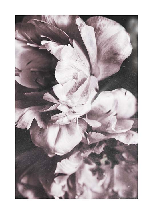 Tulip Dream  Affiche / Photographie chez Desenio AB (10417)
