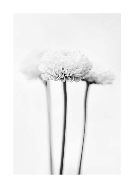 White Chrysanthemums Affiche / Noir et blanc chez Desenio AB (10421)