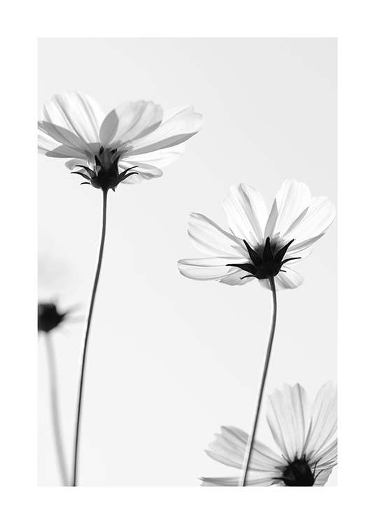 White Cosmos Flowers Affiche / Noir et blanc chez Desenio AB (10422)