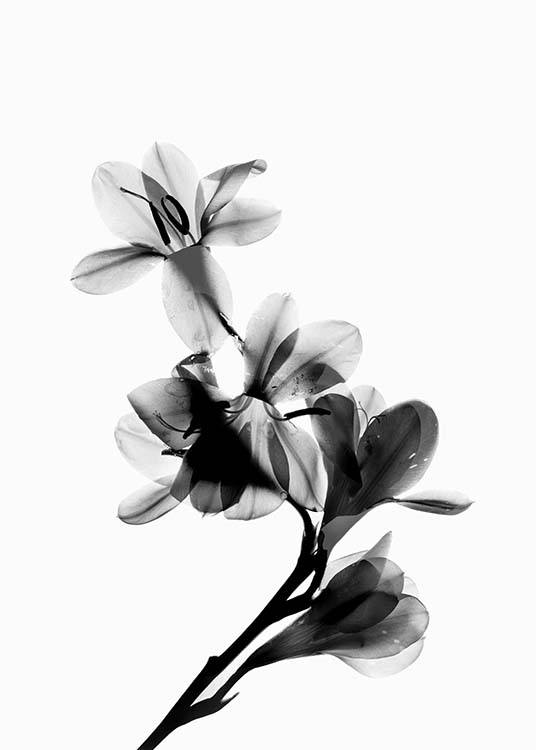  – Affiche photo d'un fleur fleurie en noir et blanc 