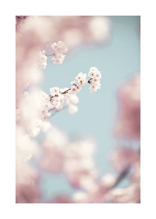Cherry Blossom No1 Affiche / Photographie chez Desenio AB (10426)