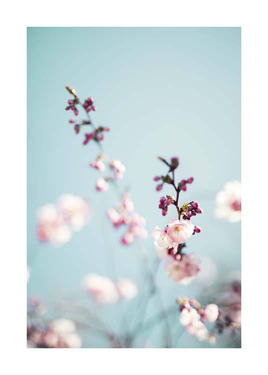 Cherry Blossom No2 Affiche / Photographie chez Desenio AB (10427)