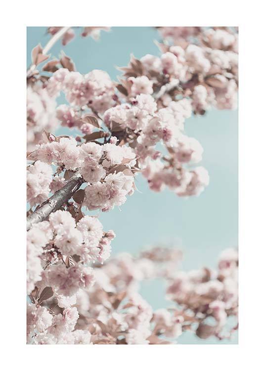 Cherry Blossom No4 Affiche / Photographie chez Desenio AB (10429)