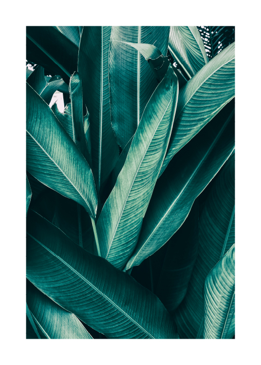 Tropical Leaves No1 Affiche / Photographie chez Desenio AB (10439)