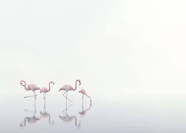  – Photo moderne de flamants roses cherchant de la nourriture dans une eau brumeuse