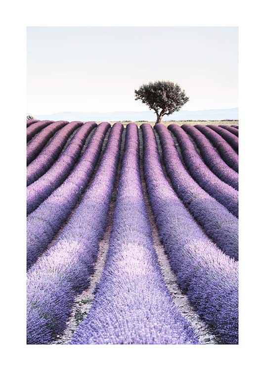 Provence Affiche / Nature chez Desenio AB (10462)