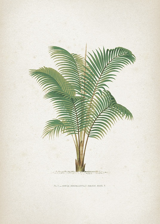  – Affiche vintage avec un palmier dessiné sur un fond blanc