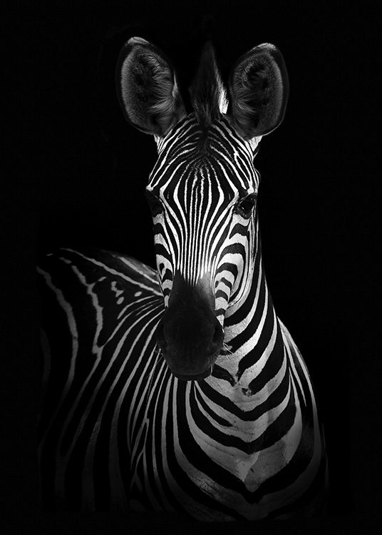 Zebra on Black Affiche / Noir et blanc chez Desenio AB (10618)