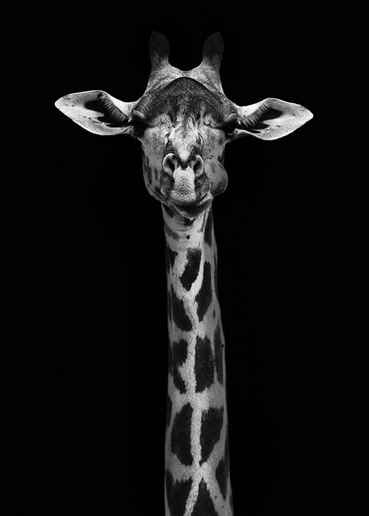 Giraffe on Black Affiche / Noir et blanc chez Desenio AB (10619)