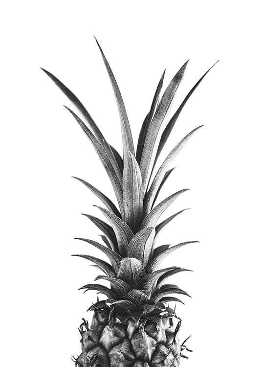  – Photographie en noir et blanc d'un ananas vu d’en haut