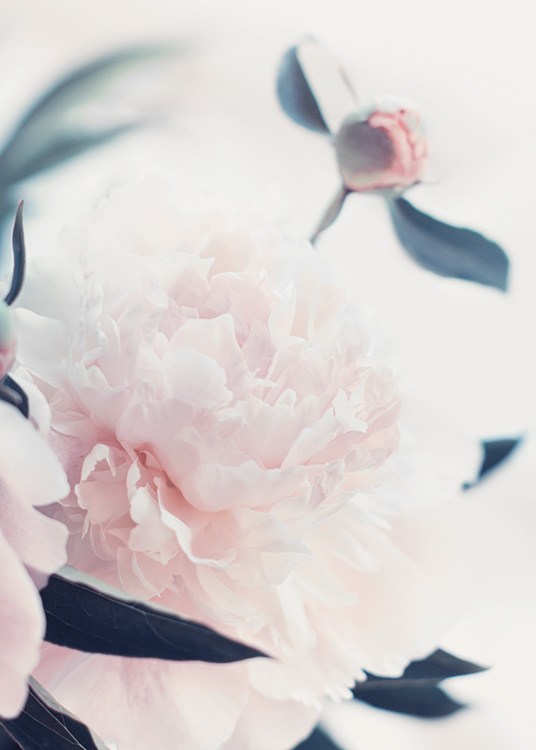 – Affiche avec des fleurs délicates 