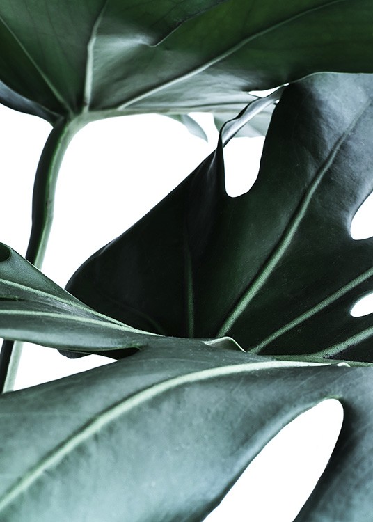  – Poster photo macro de quelques feuilles de monstera de couleur vert foncé sur fond blanc