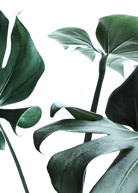 – Photographie de grandes feuilles de monstera vertes sur un fond blanc