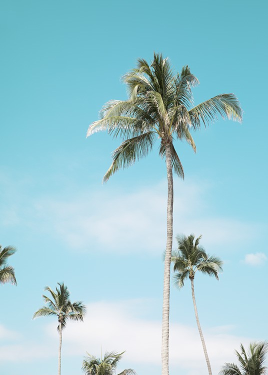 Miami Beach Palms Affiche / Tropical chez Desenio AB (10764)