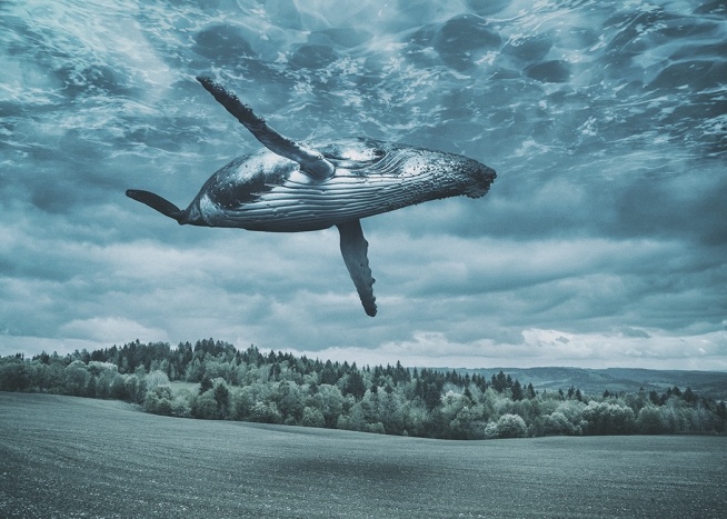Flying Whale Affiche / Nature chez Desenio AB (10800)