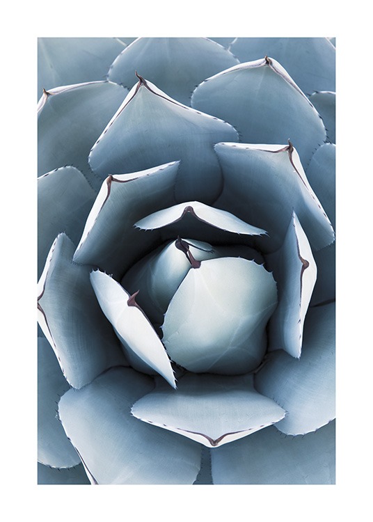 Blue Agave No1 Affiche / Photographie chez Desenio AB (10829)