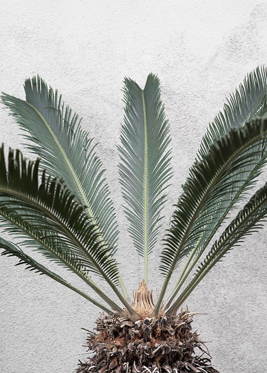 Pineapple Palm Affiche / Photographie chez Desenio AB (10858)