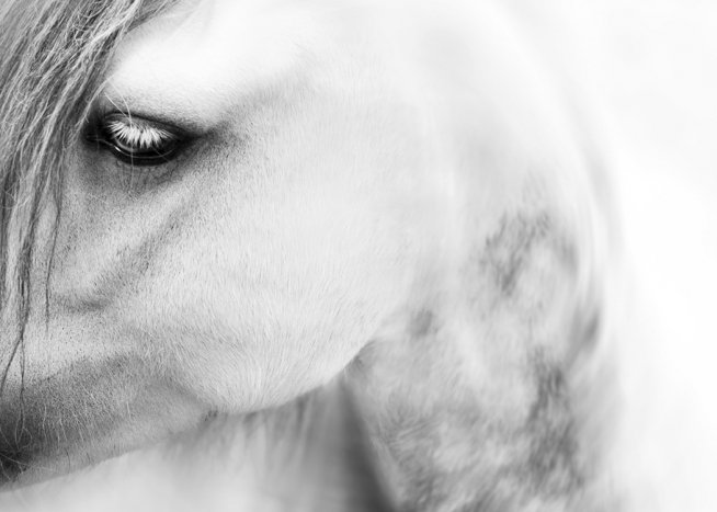 Horse Close up Affiche / Noir et blanc chez Desenio AB (10875)