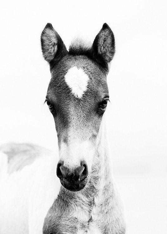 Horse Foal Affiche / Noir et blanc chez Desenio AB (10877)