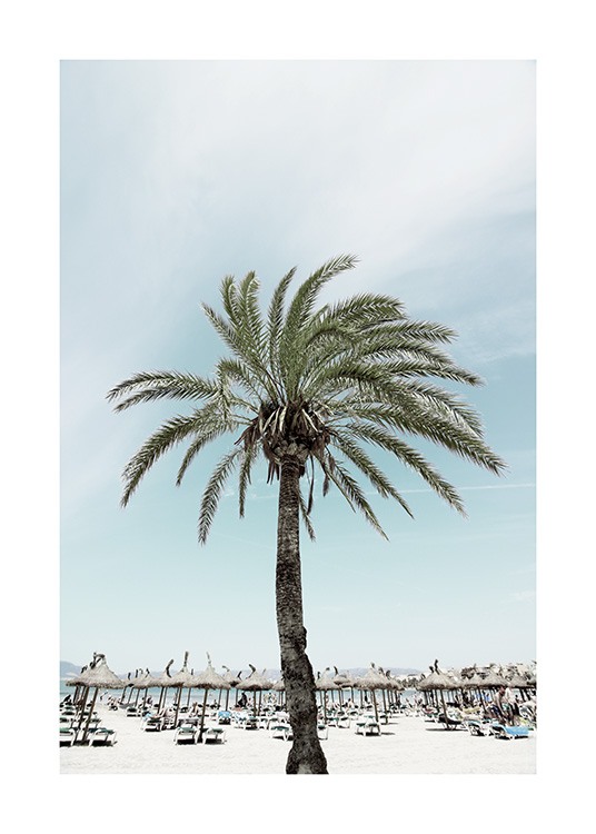 Sunbeds and Palm Tree Affiche / Nature chez Desenio AB (10893)
