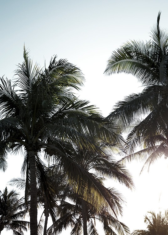 – Photographie de palmiers sur un ciel ensoleillé 