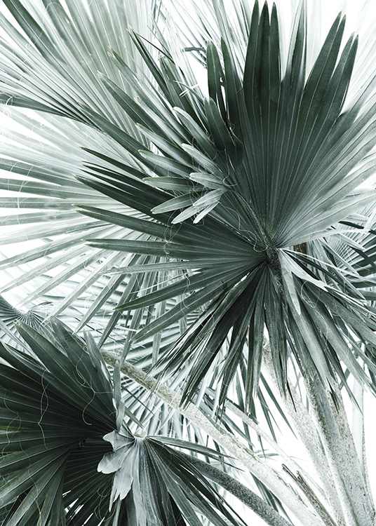 Tropical Palm Leaves No2 Affiche / Photographie chez Desenio AB (10980)