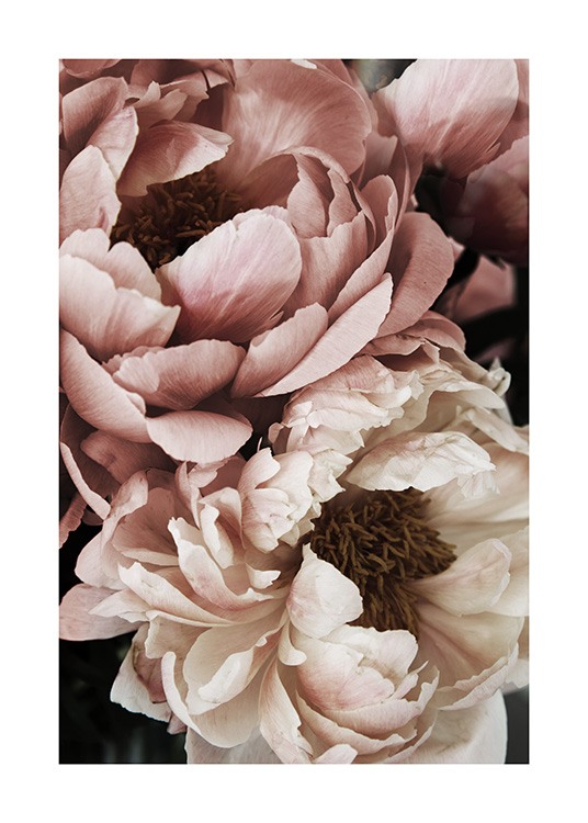  – Photographie en gros plan d’une pivoine blanche et rose en pleine floraison