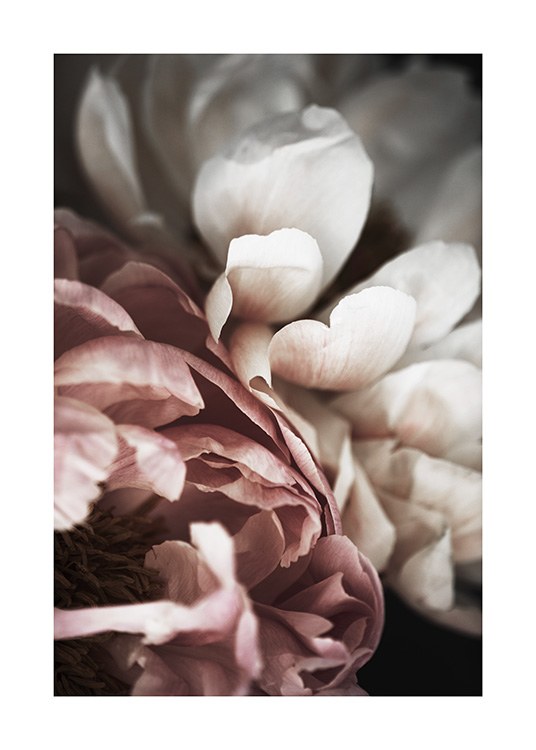 Pink and White Peony Affiche / Photographie chez Desenio AB (10989)